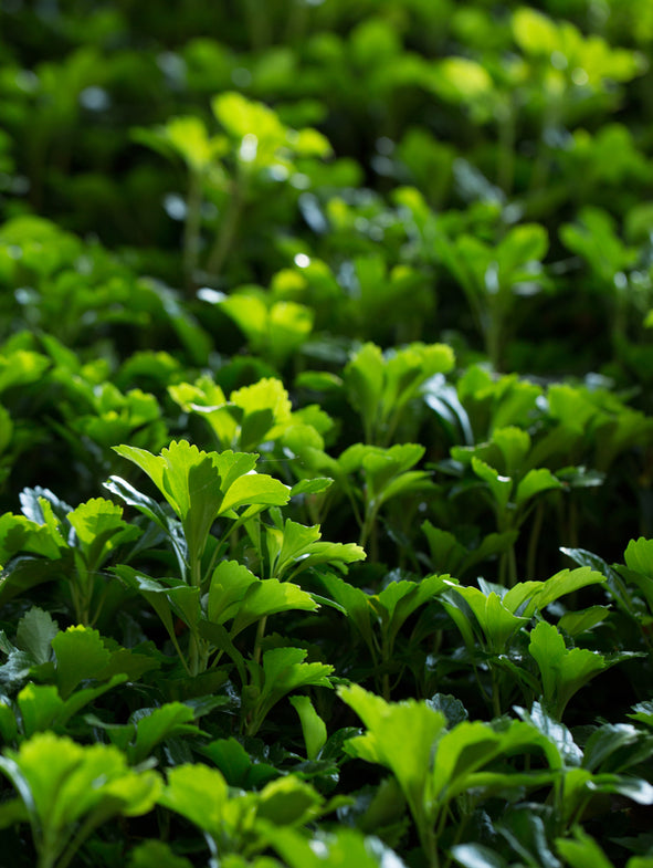 Japanese Spurge provides green colour all year round for your garden